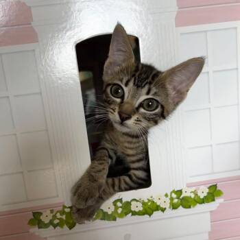 Jockey -  Domestic Short Hair Cat for Adoption in Sunrise, Florida - Jockey | PetCurious