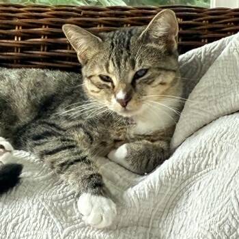 Darla -  Domestic Short Hair Cat for Adoption in Lemoyne, Pennsylvania - Darla | PetCurious