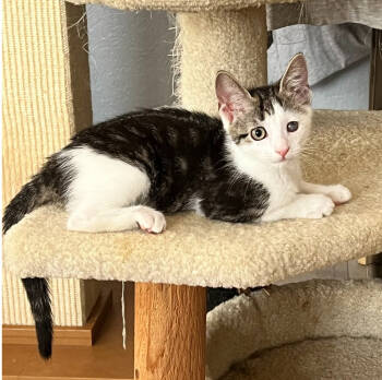 Rescue Domestic Short Hair Cats for Adoption in West Palm Beach, Florida - Lucky | PetCurious