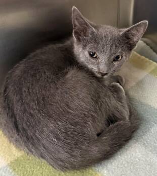 Domestic Short Hair Cats Available for Adoption in Edison, New Jersey - Mike | PetCurious
