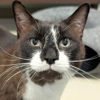 Mr. Whiskers -  Domestic Short Hair and Siamese Cat for Adoption in Jefferson, Wisconsin - Mr. Whiskers | PetCurious