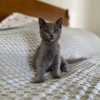 Terry Moore -  Domestic Short Hair Cat for Adoption in Los Angeles, California - Terry Moore | PetCurious