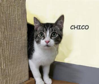 Domestic Short Hair Cats Available for Adoption - Chico 1025 OS | PetCurious