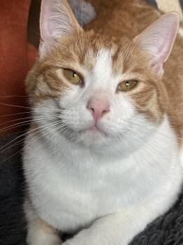 Chestnut -  Domestic Short Hair Cat for Adoption in Cincinnati, Ohio - Chestnut | PetCurious