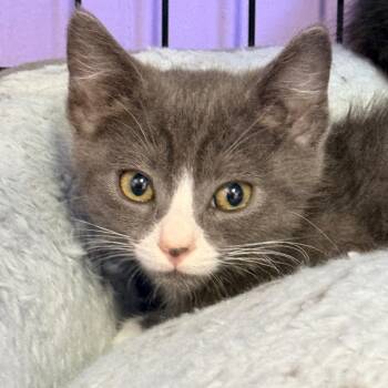 Haaland -  Domestic Short Hair Cat for Adoption in Redwood Valley, California - Haaland | PetCurious