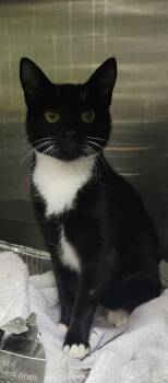 Rescue Domestic Short Hair Cats for Adoption in Spartanburg, South Carolina - Taz | PetCurious