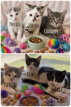 Chandler -  Domestic Short Hair Cat for Adoption in San Tan Valley, Arizona - Chandler | PetCurious