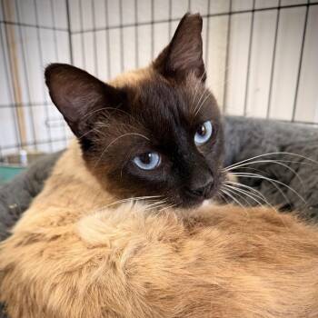 Siamese and Snowshoe Cats Available for Adoption - Sheldon | PetCurious