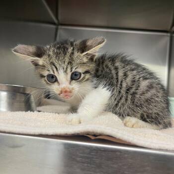 Domestic Short Hair Cats Available for Adoption in Auburn, Alabama - Chicago | PetCurious