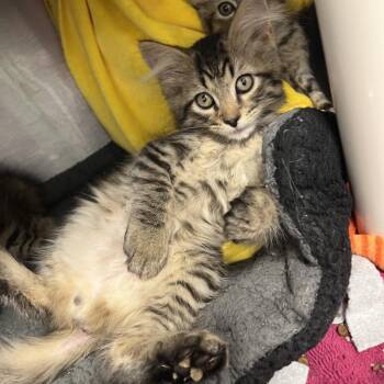 Lion -  Domestic Short Hair Cat for Adoption in Fort Wayne, Indiana - Lion | PetCurious