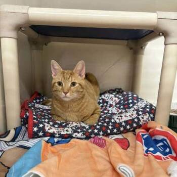 Domestic Short Hair Cats Available for Adoption in Chicago, Illinois - Sunkist | PetCurious