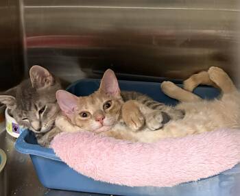 Pebble & Citrus (males) -  Domestic Short Hair Cat for Adoption in Cincinnati, Ohio - Pebble & Citrus (males) | PetCurious