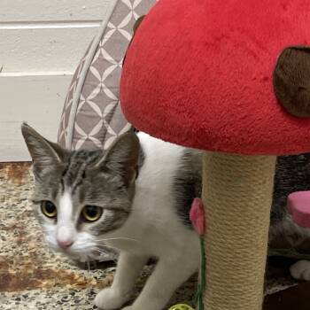 Rescue Domestic Short Hair Cats for Adoption in Brownsboro, Alabama - Sunkist | PetCurious