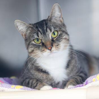 Domestic Short Hair Cats Available for Adoption in Wilmington, Delaware - Freda | PetCurious