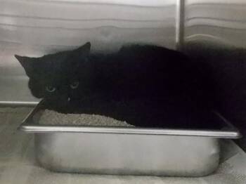 Domestic Short Hair Cats Available for Adoption - PEDRO | PetCurious