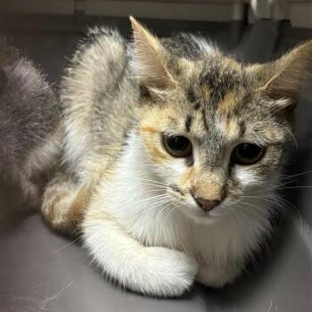 Rosetta -  Domestic Short Hair Cat for Adoption in Tempe, Arizona - Rosetta | PetCurious