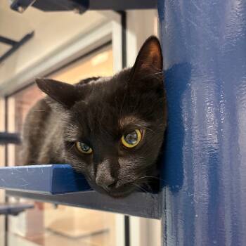 Rescue Domestic Short Hair Cats for Adoption in Fairport, New York - Twix | PetCurious