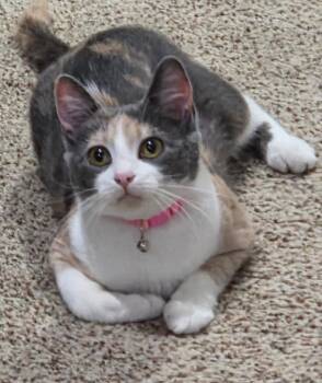 Nea -  Domestic Short Hair Cat for Adoption in Manchester, Tennessee - Nea | PetCurious
