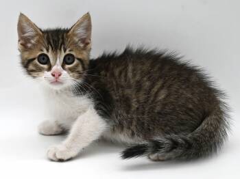 Domestic Short Hair Cats Available for Adoption in Mobile, Alabama - Paul | PetCurious