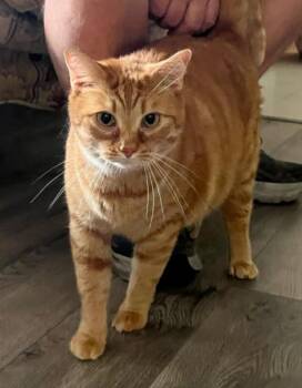 Tabby Cats Available for Adoption - Tigger (Courtesy Post) | PetCurious