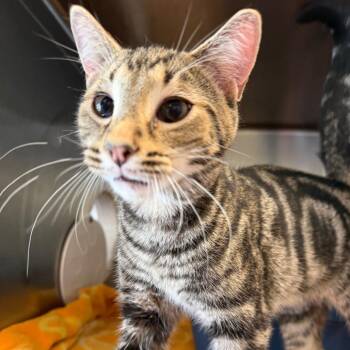 Domestic Short Hair Cats Available for Adoption in Riverwoods, Illinois - Spiderman | PetCurious