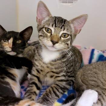 Flan -  Domestic Short Hair Cat for Adoption in Woodinville, Washington - Flan | PetCurious