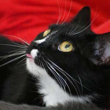 Domestic Short Hair Cats Available for Adoption in Richmond, Virginia - Sky | PetCurious