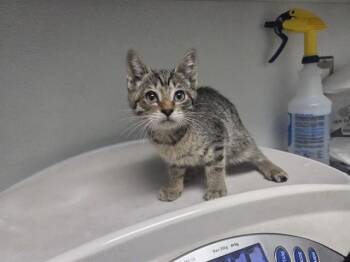 YOSEMITE -  Domestic Short Hair Cat for Adoption in Antioch, California - YOSEMITE | PetCurious