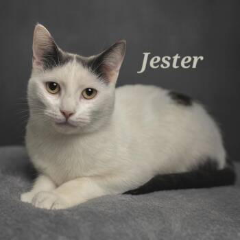 Rescue Domestic Short Hair Cats for Adoption in Quincy, Ohio - Jester | PetCurious