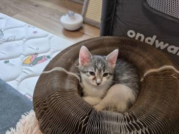 Domestic Short Hair Cats Available for Adoption - Polaris | PetCurious