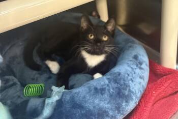 Rescue Tuxedo Cats for Adoption in Woodinville, Washington - Shadow | PetCurious