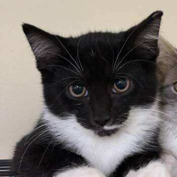 Eugene Bowers -  Domestic Short Hair Cat for Adoption in Woodstock, Virginia - Eugene Bowers | PetCurious