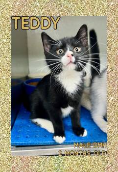 Rescue Domestic Medium Hair Cats for Adoption in Danville, Indiana - Teddy | PetCurious