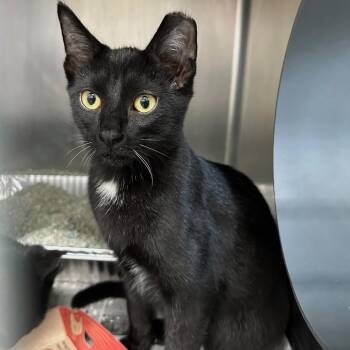 Nilo -  Domestic Short Hair Cat for Adoption in Chicago, Illinois - Nilo | PetCurious