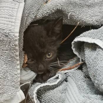 River Dragon -  Domestic Short Hair Cat for Adoption in Columbus, Georgia - River Dragon | PetCurious