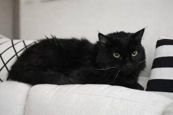 Domestic Short Hair Cats Available for Adoption - Ash | PetCurious