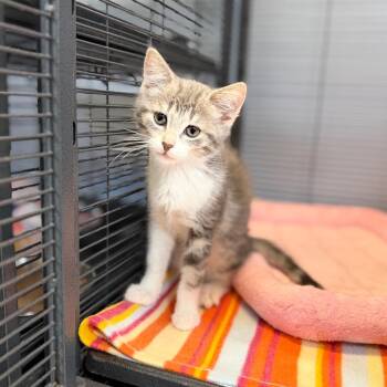 Gracie -  Domestic Short Hair Cat for Adoption in Portage, Michigan - Gracie | PetCurious
