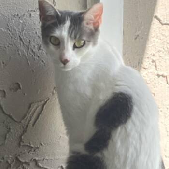 Gracie -  Domestic Short Hair Cat for Adoption in Port Charlotte, Florida - Gracie | PetCurious