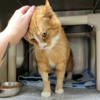 Domestic Short Hair Cats Available for Adoption in Columbia, Missouri - Oliver | PetCurious