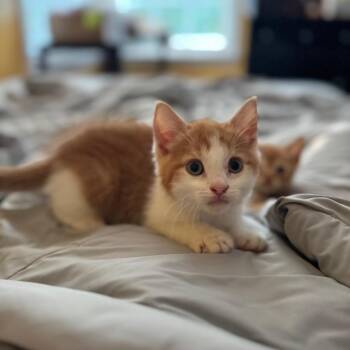 Wemby -  Domestic Short Hair Cat for Adoption in Newark, New Jersey - Wemby | PetCurious