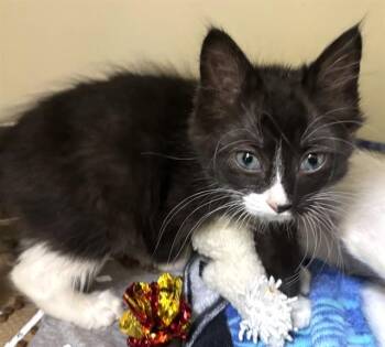 RABBIT -  Domestic Short Hair Cat for Adoption in Dedham, Massachusetts - RABBIT | PetCurious