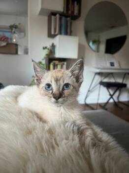 Rescue Domestic Short Hair Cats for Adoption in Sacramento, California - BABY | PetCurious