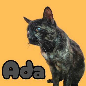 Domestic Short Hair Cats Available for Adoption - Ada | PetCurious