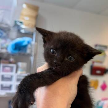 Zabra Cadabra 28 -  Domestic Short Hair Cat for Adoption in Austin, Texas - Zabra Cadabra 28 | PetCurious