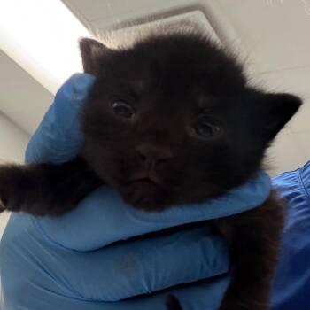 Silly -  Domestic Short Hair Cat for Adoption in Greenville, South Carolina - Silly | PetCurious