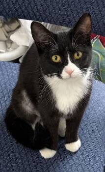 Tuxedo and Domestic Short Hair Cats Available for Adoption - Blakely | PetCurious