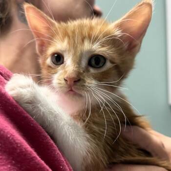Bolton -  Domestic Short Hair Cat for Adoption in Lenexa, Kansas - Bolton | PetCurious