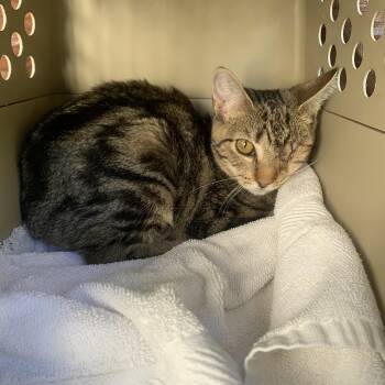 Rescue Domestic Short Hair Cats for Adoption in Port Jefferson Station, New York - Foxie | PetCurious