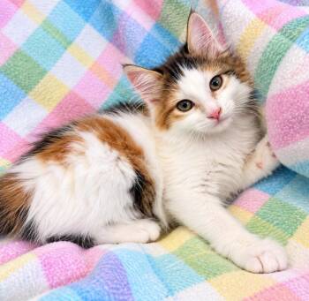 Darma -  Domestic Short Hair Cat for Adoption in Lagrange, Indiana - Darma | PetCurious