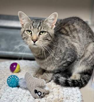61730012 -  Domestic Short Hair Cat for Adoption in Elko, Nevada - 61730012 | PetCurious